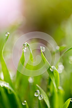 Dew drops on the green grass. macro