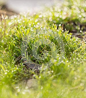 Dew drops on the green grass. macro photo