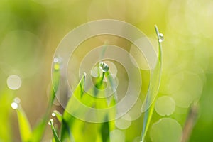 Dew drops on the green grass. macro