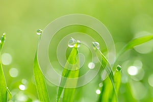 Dew drops on the green grass. macro