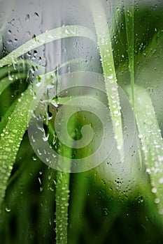 Dew drops on green grass, wallpaper