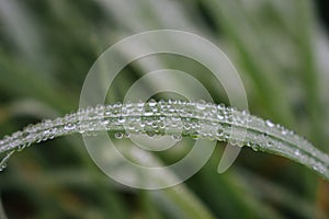 Dew drops on green grass on unfocused background. Dew closeup. Raindrops on fresh grass. Nature close up.