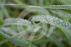 Dew drops on green grass on unfocused background. Dew closeup. Raindrops on fresh grass. Nature close up.