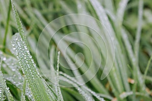 Dew drops on green grass on unfocused background. Dew closeup. Raindrops on fresh grass. Nature close up.