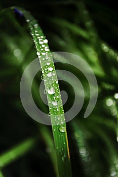 Dew drops on green grass, wallpaper