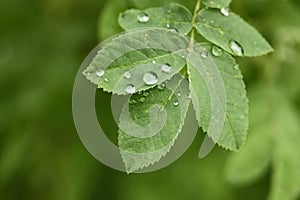 Dew drops on green leaf