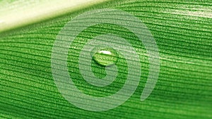 Dew drops on a green leaf