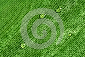 Dew drops on a green leaf