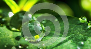 Dew drops on a green leaf