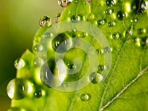 Dew drops on a green leaf