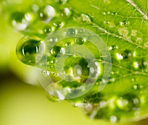 Dew drops on a green leaf