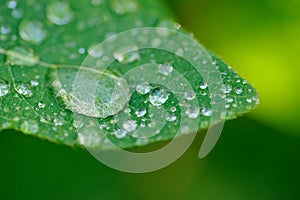 Dew Drops on Green Leaf Macro