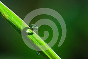 Dew drops on green leaf. meadow grass in drops rain,