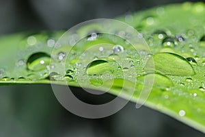 Dew drops on green leaf. meadow grass in drops rain