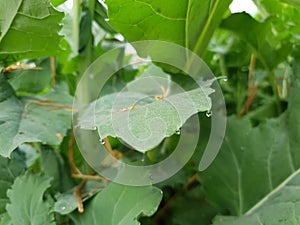 Dew drops in the green leaf morning clicks. Guttation clear
