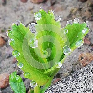 Dew drops on green leaf