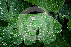 Dew drops on green leaf photo