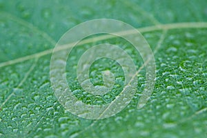 Dew drops on green leaf selective focus