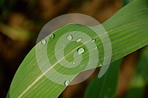 The dew drops on the green leafe. photo