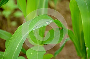 The dew drops on the green leafe.