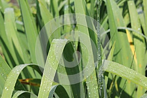 Dew drops on green leaves iris 20213