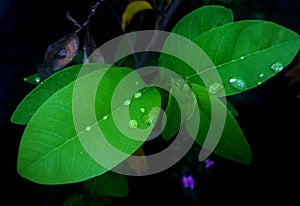 Dew drops on green leaves