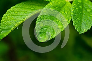 Dew drops on green leaves of wild rose on a green background, close-up, macro, soft focus