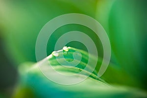 Dew drops on hosta green leaves