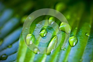 Dew drops on hosta green leaves