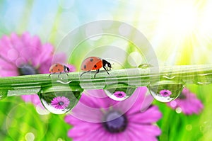Dew drops and ladybirds