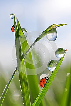 Dew drops and ladybirds