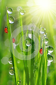 Dew drops and ladybirds