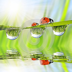 dew drops and ladybirds