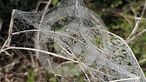 Dew drops lay on a spider web in the undergrowth early in the morning in summer