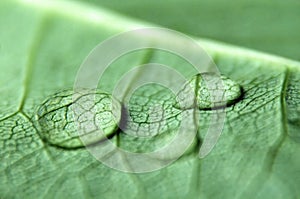 Dew drops on leaf