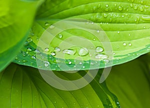 Dew drops on the leaf