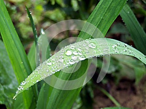 Dew drops on a leaf