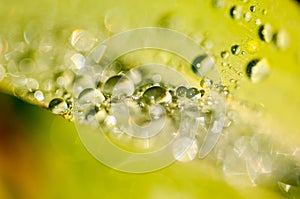 Dew drops on leaf blades