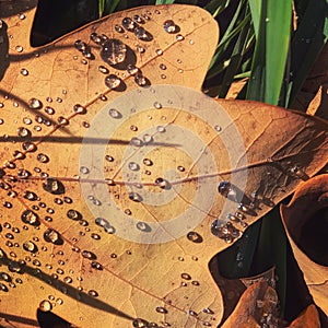 Dew drops on a leaf in the morning sun - AUTUMN - SEASONS