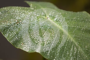 Dew drops on a leaf of the species Colocasia esculenta