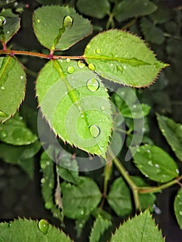 Dew drops on leafs
