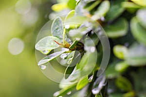 Dew drops on a leave