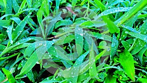 The dew drops in leaves.