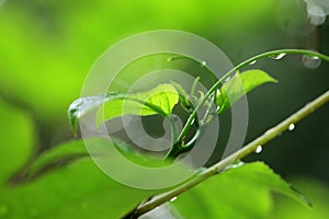 Dew drops on  leaves