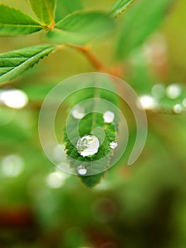 Dew drops on leaves photo