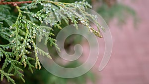 Dew drops on the leaves of Pine Tree in the morning of a foggy day