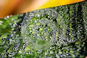 Dew drops on a lef