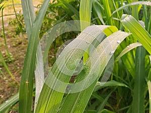 Dew drops on the lemon grass leaf. Freshness in the early morning.