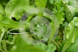 Dew drops on lettuce