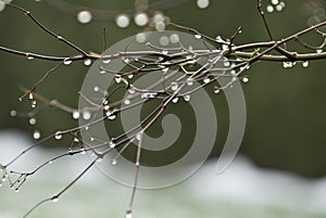 Dew drops on maple branches
